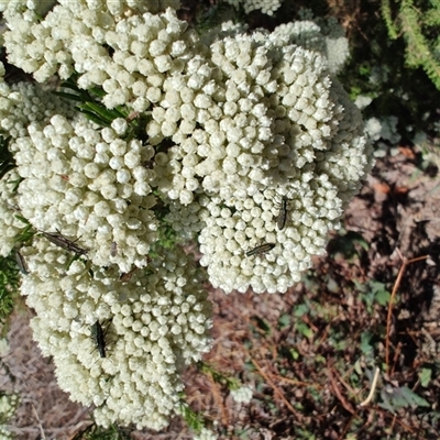 Ozothamnus diosmifolius (Rice Flower, White Dogwood, Sago Bush) at Malua Bay, NSW - 11 Oct 2024 by LyndalT