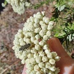 Ozothamnus diosmifolius at Malua Bay, NSW - 12 Oct 2024