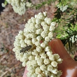 Ozothamnus diosmifolius at Malua Bay, NSW - 12 Oct 2024