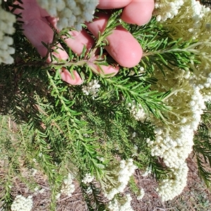 Ozothamnus diosmifolius at Malua Bay, NSW - 12 Oct 2024