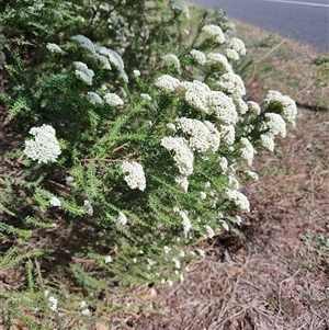 Ozothamnus diosmifolius at Malua Bay, NSW - 12 Oct 2024