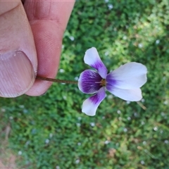 Viola hederacea at Surfside, NSW - 12 Oct 2024 by LyndalT