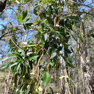 Parsonsia straminea (Common Silkpod) at Surfside, NSW by LyndalT