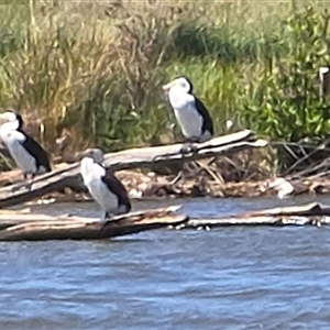 Phalacrocorax varius at Fyshwick, ACT - 12 Oct 2024 05:17 PM