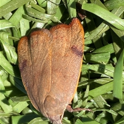 Tortricopsis uncinella (Wingia group) at Fyshwick, ACT - 12 Oct 2024 by SteveBorkowskis