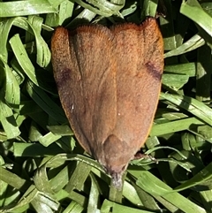 Tortricopsis uncinella at Fyshwick, ACT - 12 Oct 2024