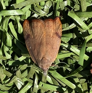 Tortricopsis uncinella at Fyshwick, ACT - 12 Oct 2024