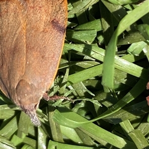 Tortricopsis uncinella at Fyshwick, ACT - 12 Oct 2024