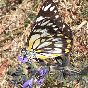 Belenois java at Fyshwick, ACT - 12 Oct 2024 02:17 PM