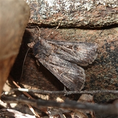 Agrotis infusa (Bogong Moth, Common Cutworm) at Bumbaldry, NSW - 30 Aug 2024 by RobG1