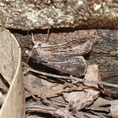 Agrotis infusa at Bumbaldry, NSW - suppressed