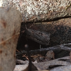 Agrotis infusa at Bumbaldry, NSW - suppressed