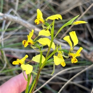 Diuris nigromontana at Aranda, ACT - 12 Oct 2024