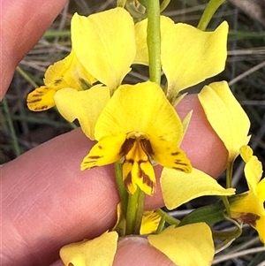 Diuris nigromontana at Aranda, ACT - 12 Oct 2024