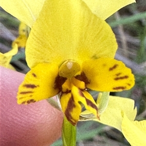 Diuris nigromontana at Aranda, ACT - 12 Oct 2024