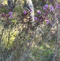 Kunzea parvifolia (Violet Kunzea) at Aranda, ACT - 12 Oct 2024 by lbradley