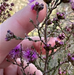 Kunzea parvifolia at Aranda, ACT - 12 Oct 2024