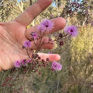 Kunzea parvifolia at Aranda, ACT - 12 Oct 2024