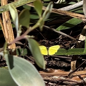 Eurema smilax at Murrumbateman, NSW - 12 Oct 2024