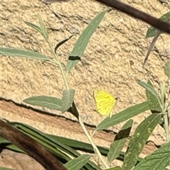 Eurema smilax at Murrumbateman, NSW - 12 Oct 2024