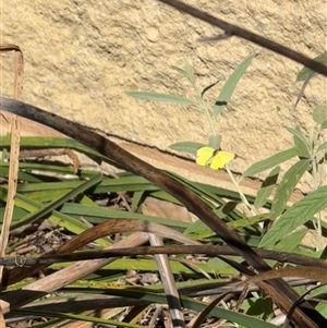 Eurema smilax at Murrumbateman, NSW - 12 Oct 2024