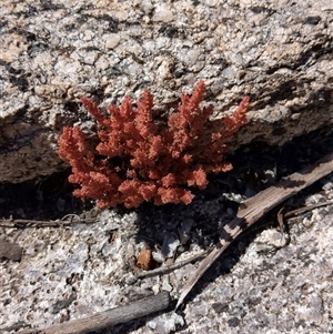 Crassula sieberiana at Rendezvous Creek, ACT - 12 Oct 2024