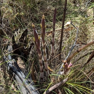 Veronica derwentiana at Rendezvous Creek, ACT - 12 Oct 2024 11:18 AM