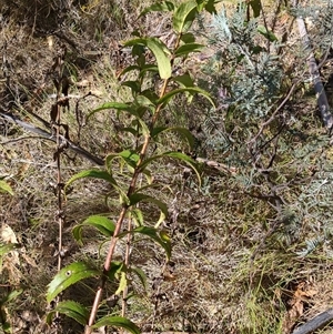 Veronica derwentiana at Rendezvous Creek, ACT - 12 Oct 2024 11:18 AM