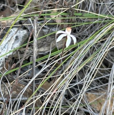 Caladenia moschata (Musky Caps) at Cook, ACT - 12 Oct 2024 by lbradley