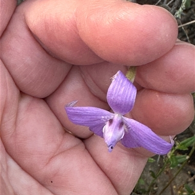 Glossodia major (Wax Lip Orchid) at Cook, ACT - 12 Oct 2024 by lbradley