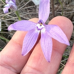 Glossodia major at Cook, ACT - suppressed