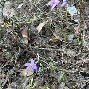 Glossodia major at Cook, ACT - suppressed