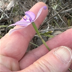 Glossodia major at Cook, ACT - suppressed