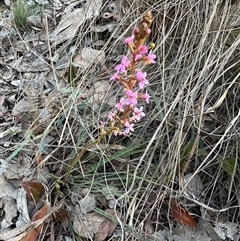 Stylidium graminifolium (grass triggerplant) at Aranda, ACT - 12 Oct 2024 by lbradley