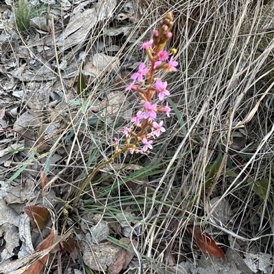 Stylidium graminifolium (Grass Triggerplant) at Aranda, ACT - 12 Oct 2024 by lbradley