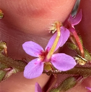 Stylidium graminifolium at Aranda, ACT - 12 Oct 2024 06:14 PM