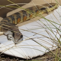 Tiliqua scincoides scincoides (Eastern Blue-tongue) at Greenway, ACT - 12 Oct 2024 by SandraH