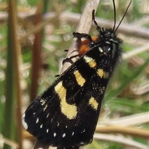 Phalaenoides tristifica at Mount Clear, ACT - 9 Oct 2024