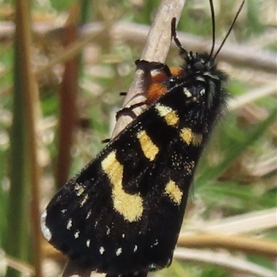 Phalaenoides tristifica (Willow-herb Day-moth) at Mount Clear, ACT - 9 Oct 2024 by RobParnell