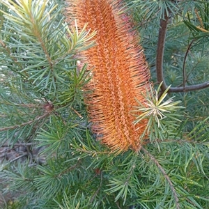 Banksia spinulosa at Bentleigh East, VIC - 12 Oct 2024 06:30 PM