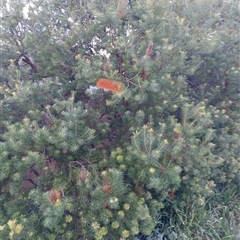 Banksia spinulosa at Bentleigh East, VIC - 12 Oct 2024 06:30 PM