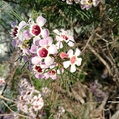 Leptospermum sp. (Tea Tree) at Bentleigh East, VIC - 12 Oct 2024 by Brouhaha