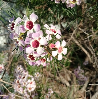 Unidentified Plant at Bentleigh East, VIC - 12 Oct 2024 by Brouhaha