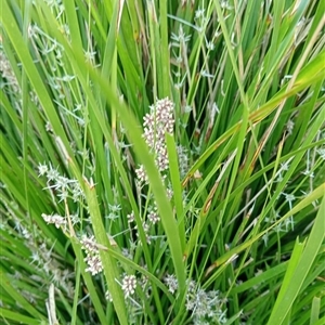 Unidentified Plant at Ghan, NT by Brouhaha