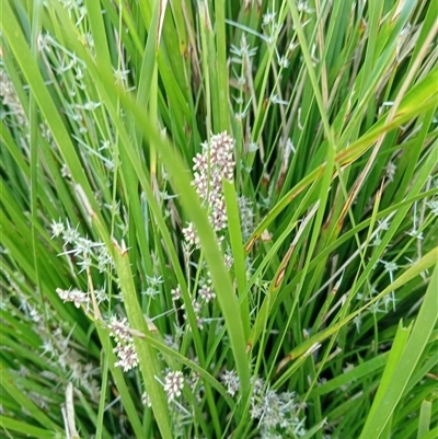 Unverified Plant at Ghan, NT - 12 Oct 2024 by Brouhaha