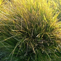 Unverified at suppressed - suppressed