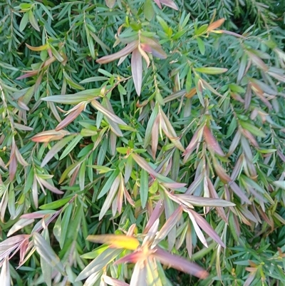 Unverified Plant at Ghan, NT - 12 Oct 2024 by Brouhaha