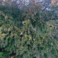 Unverified at suppressed - suppressed