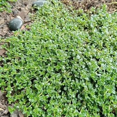 Unverified Plant at Ghan, NT - 11 Oct 2024 by Brouhaha