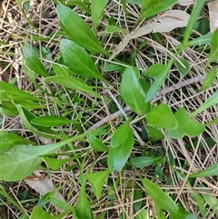 Selliera radicans (Shiny Swamp-mat) at Surfside, NSW - 12 Oct 2024 by LyndalT